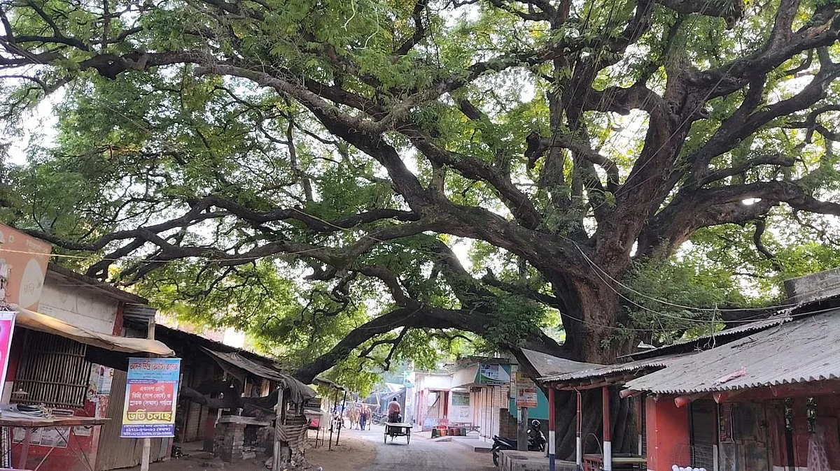 গাছের নামেই তেঁতুলতলা বাজার