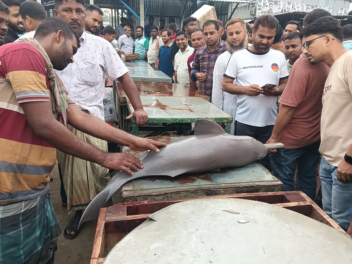 পদ্মায় জালে ধরা পড়া বিপন্ন শুশুক, নিলামে ২ হাজার ১০০ টাকায় বিক্রি