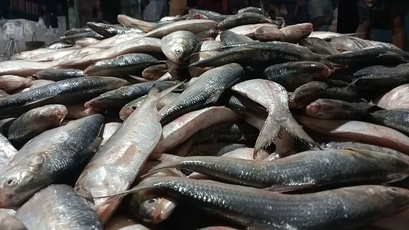 প্রথমদিনে বাজারে ঢুকেছে হাজার টন ইলিশ, দাম কত?